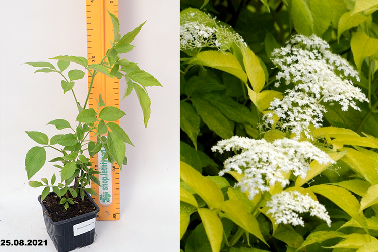 Бузина черная Ауреа р9