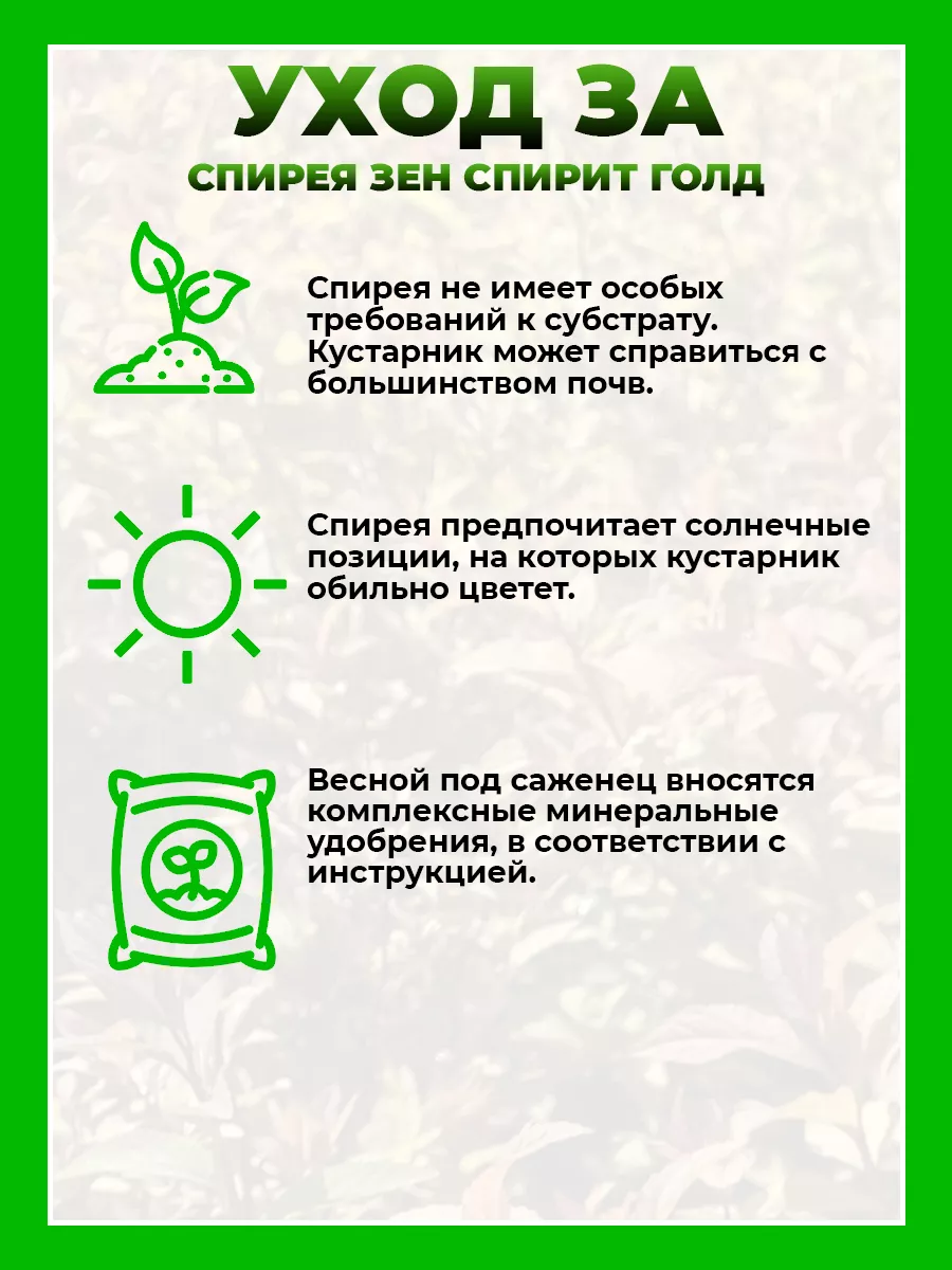 Спирея японская Зен Спирит Голд