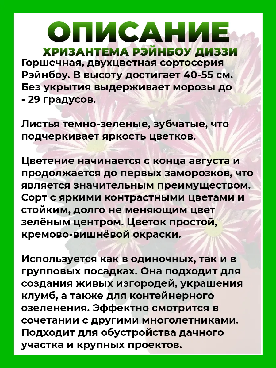 Хризантема крупноцветковая Рейнбоу Диззи