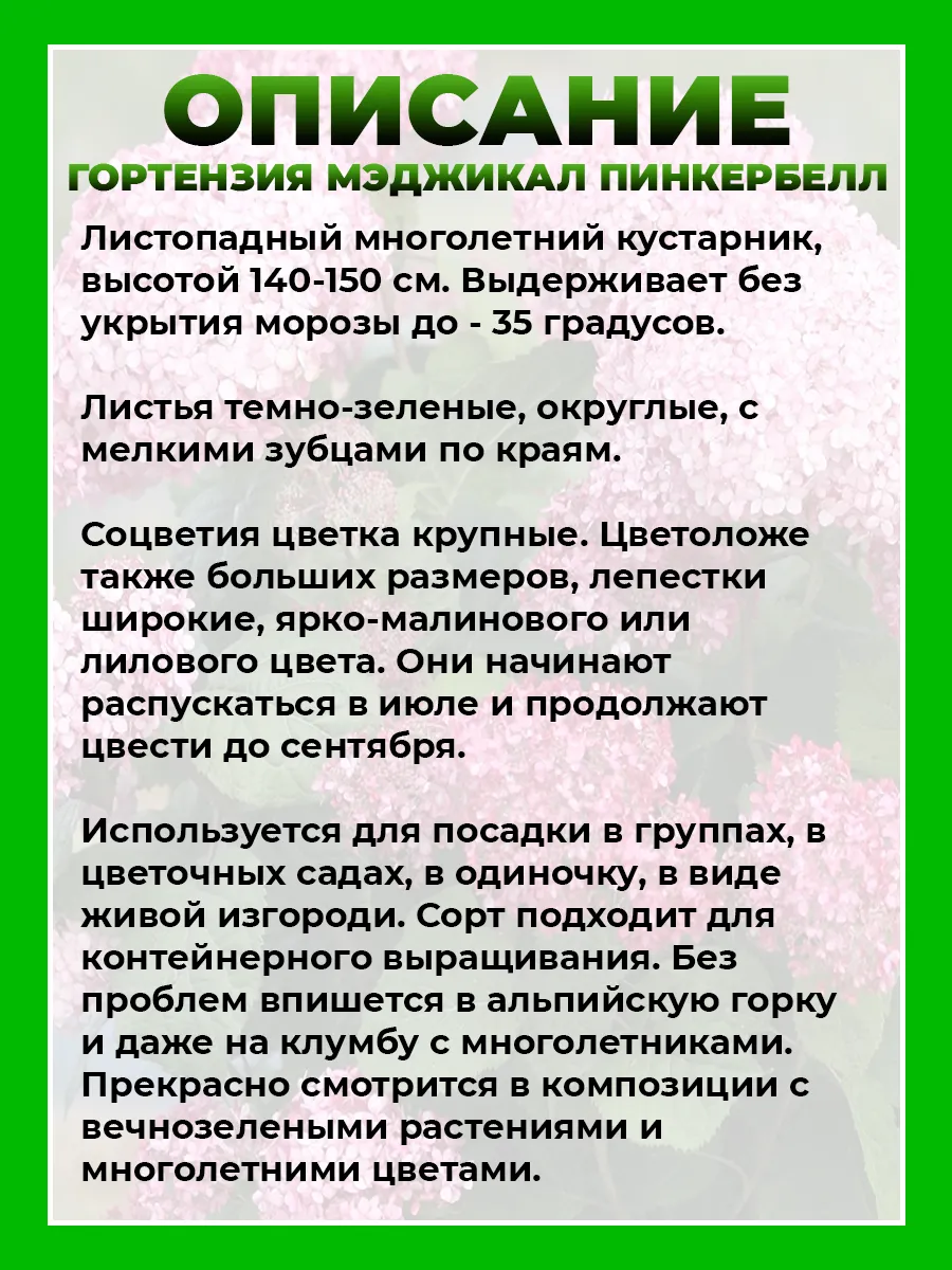 Гортензия древовидная Мэджикал Пинкербелл