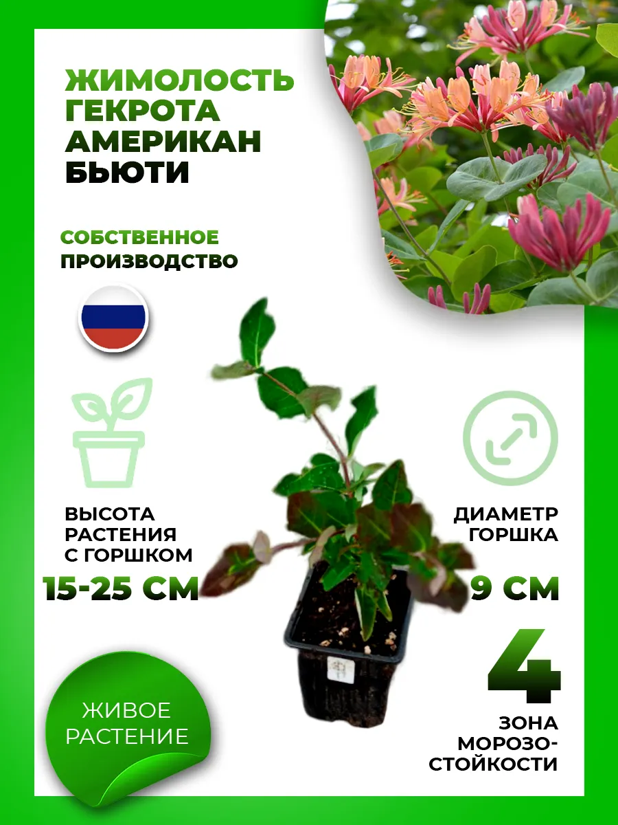 Жимолость Гекрота Американ Бьюти
