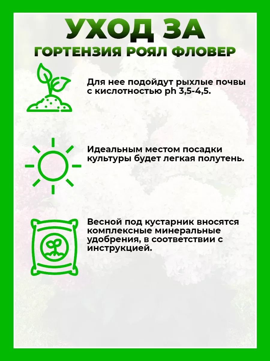 Гортензия метельчатая Роял Фловер
