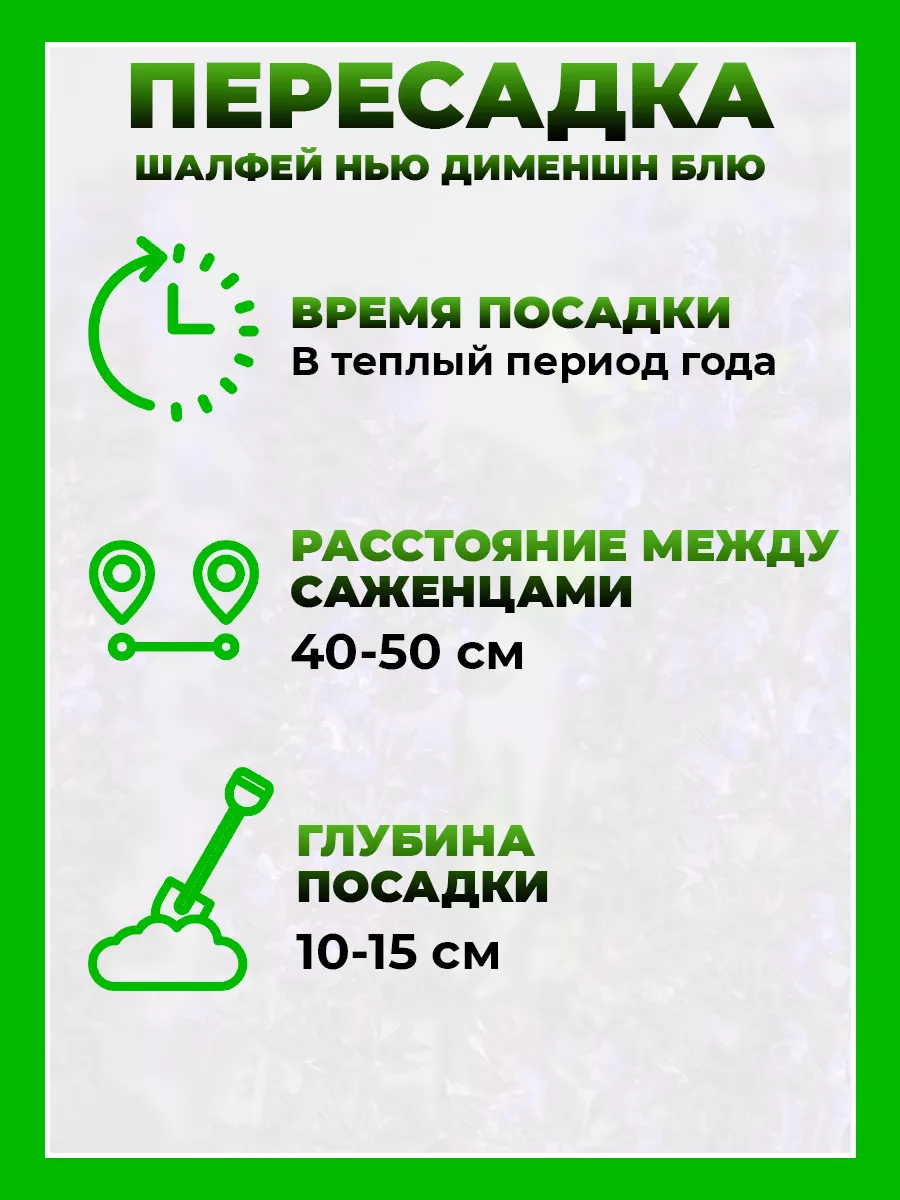 Шалфей дубравный Нью Дименшн Блю