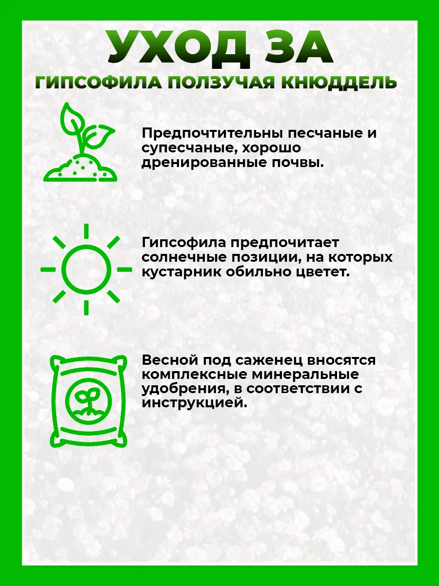 Гипсофила ползучая Кнюддель