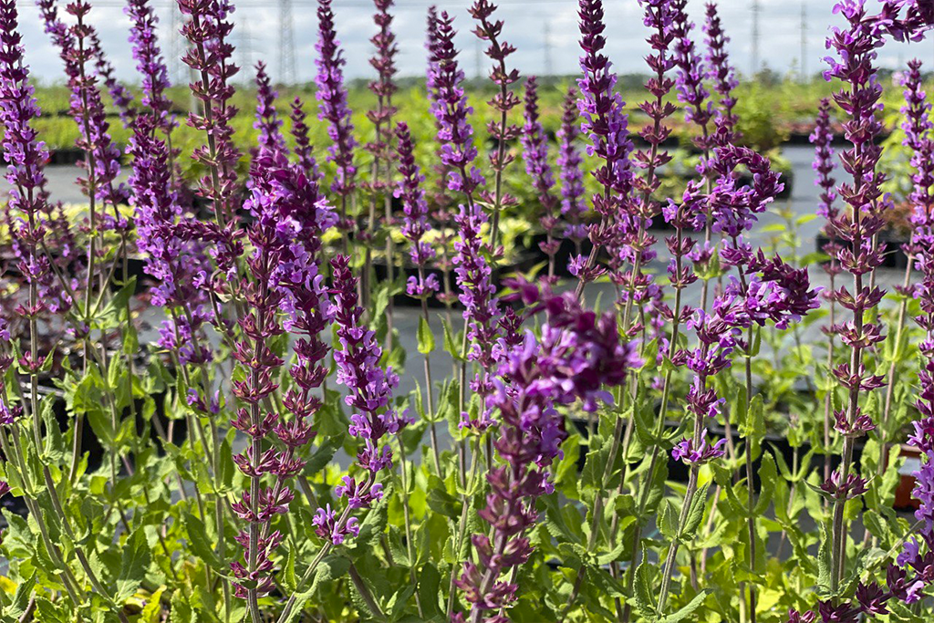 Шалфей дубравный tricolor. Salvia nemorosa amethyst. Шалфей дубравный аметист. Сальвия дубравная amethyst. Salvia nemorosa amethyst.