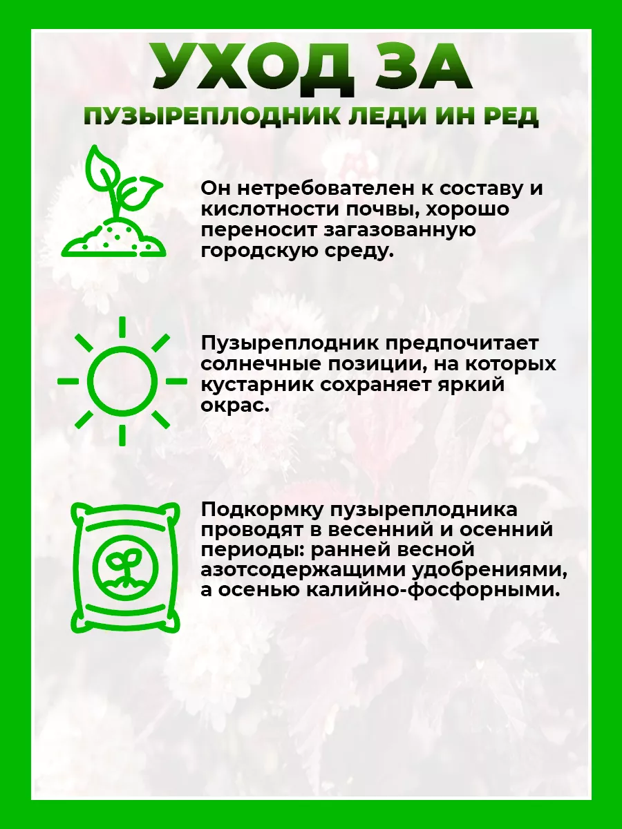 Пузыреплодник калинолистный Леди ин Ред