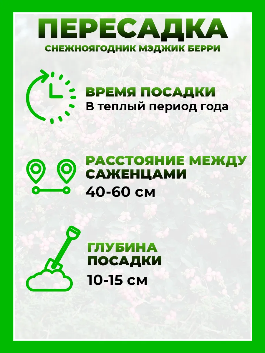 Снежноягодник Доренбоза Мэджик Берри
