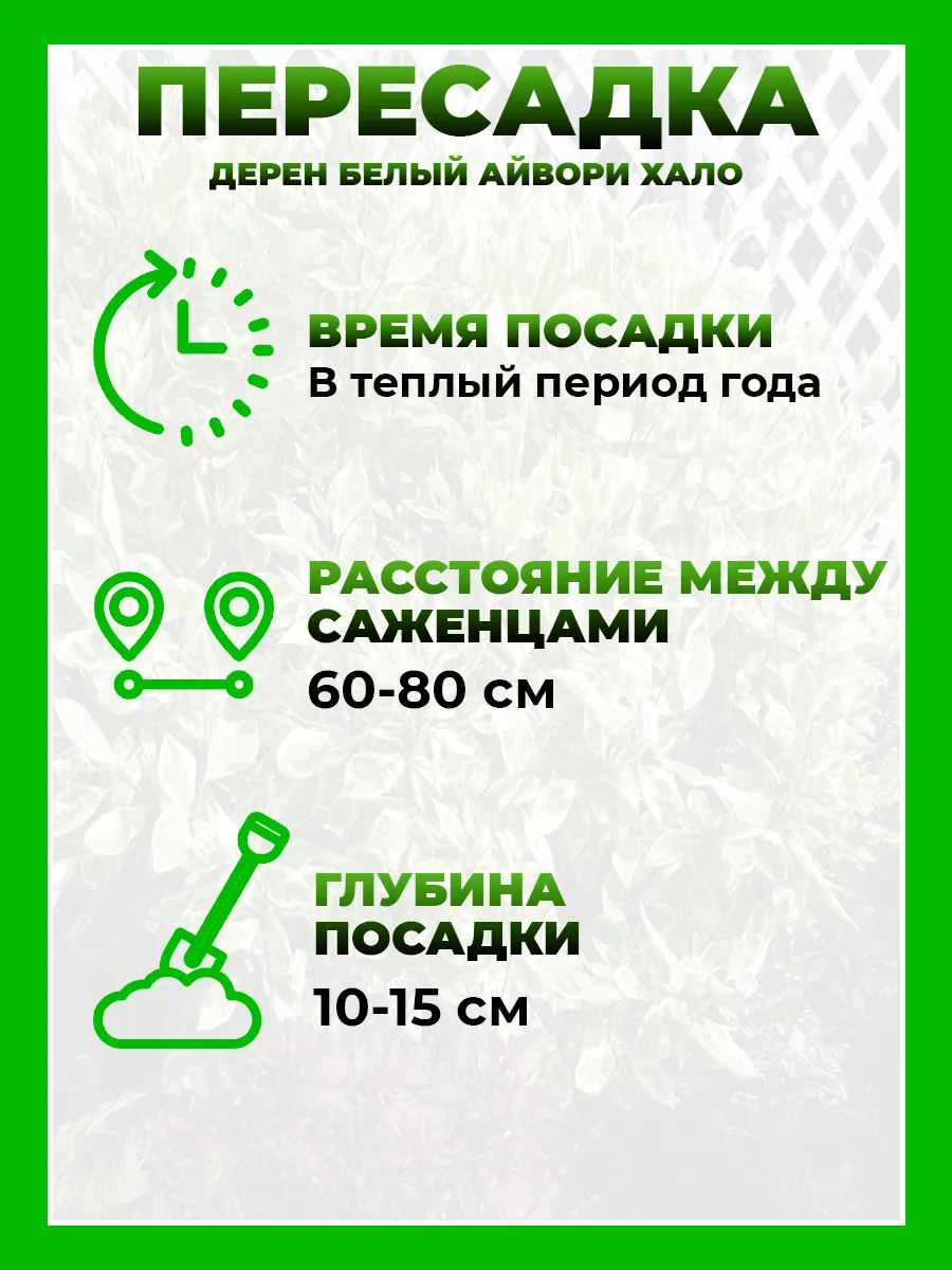 Дерен белый Айвори Хало