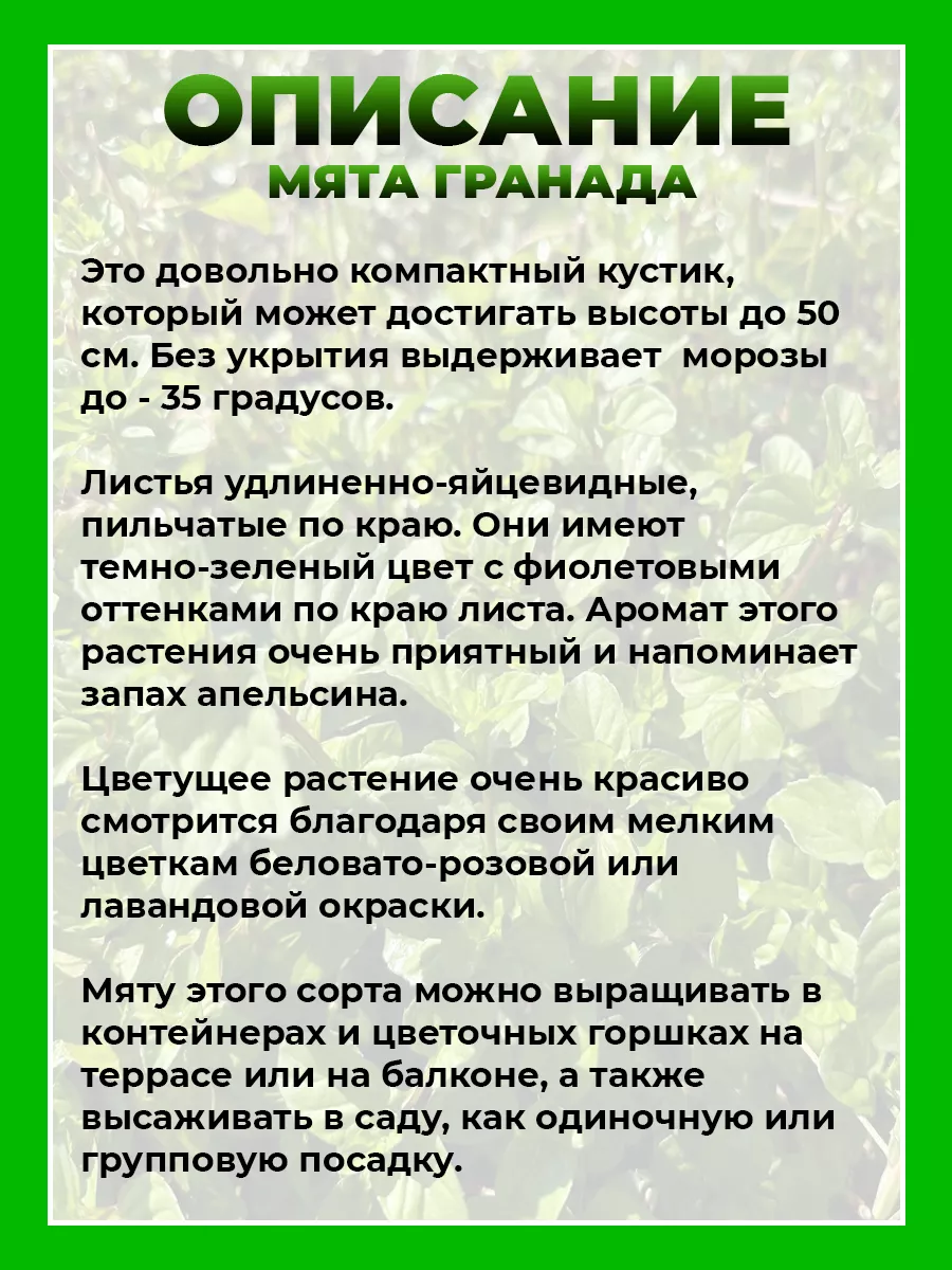 Мята Гранада
