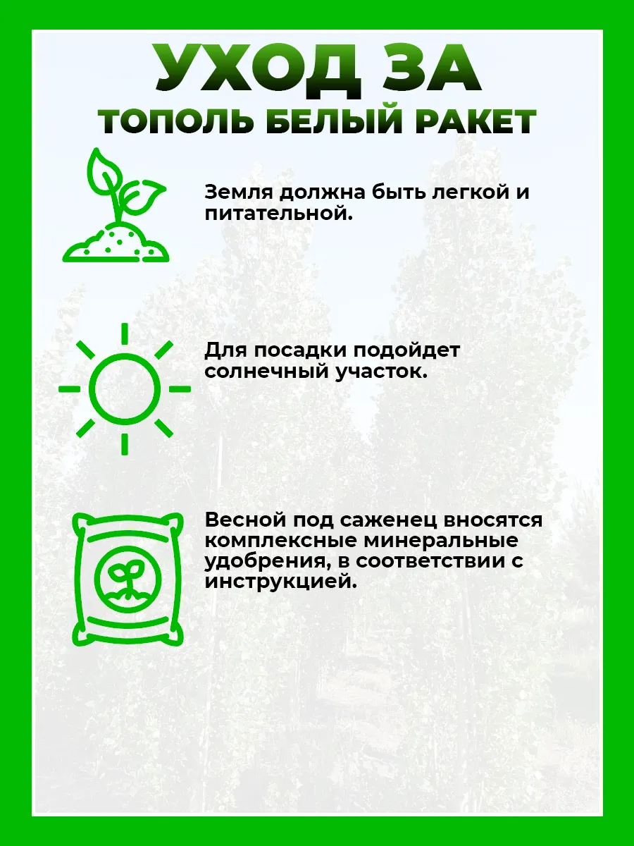 Тополь белый Ракет