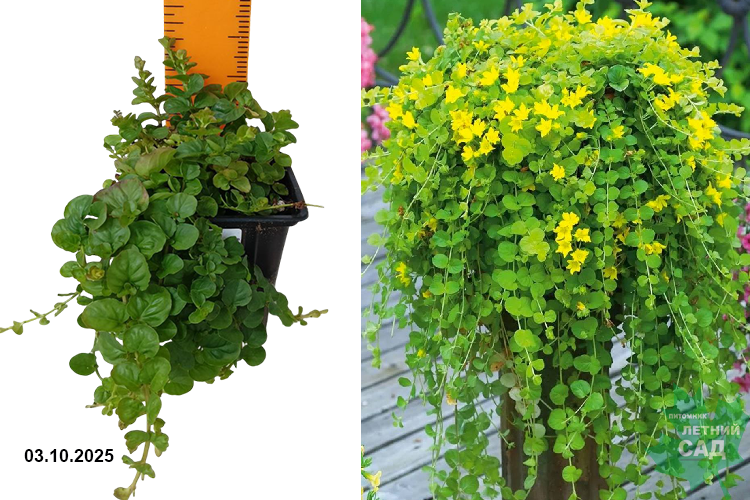 Вербейник монетчатый (Лизимахия) (Lysimachia nummularia) Р9