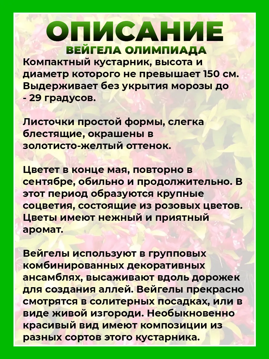 Вейгела цветущая Олимпиада