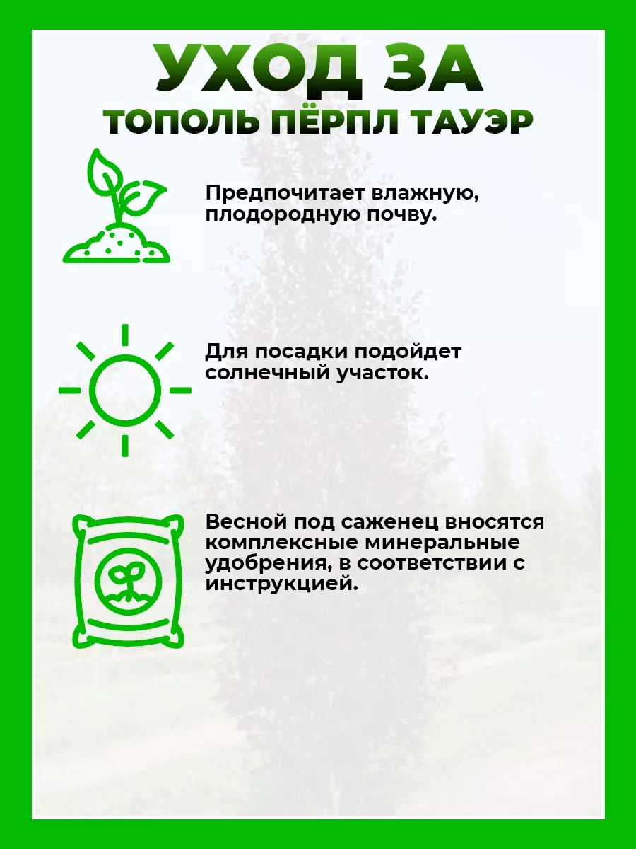 Тополь дельтовидный Перпл Тауэр