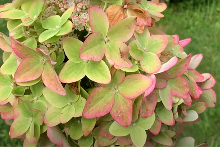 Гортензия метельчатая Металлика С3