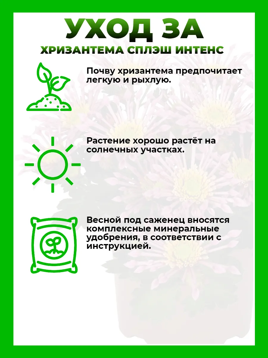 Хризантема крупноцветковая Сплэш Интенс