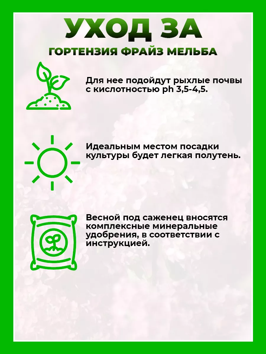 Гортензия метельчатая Фрайз Мельба
