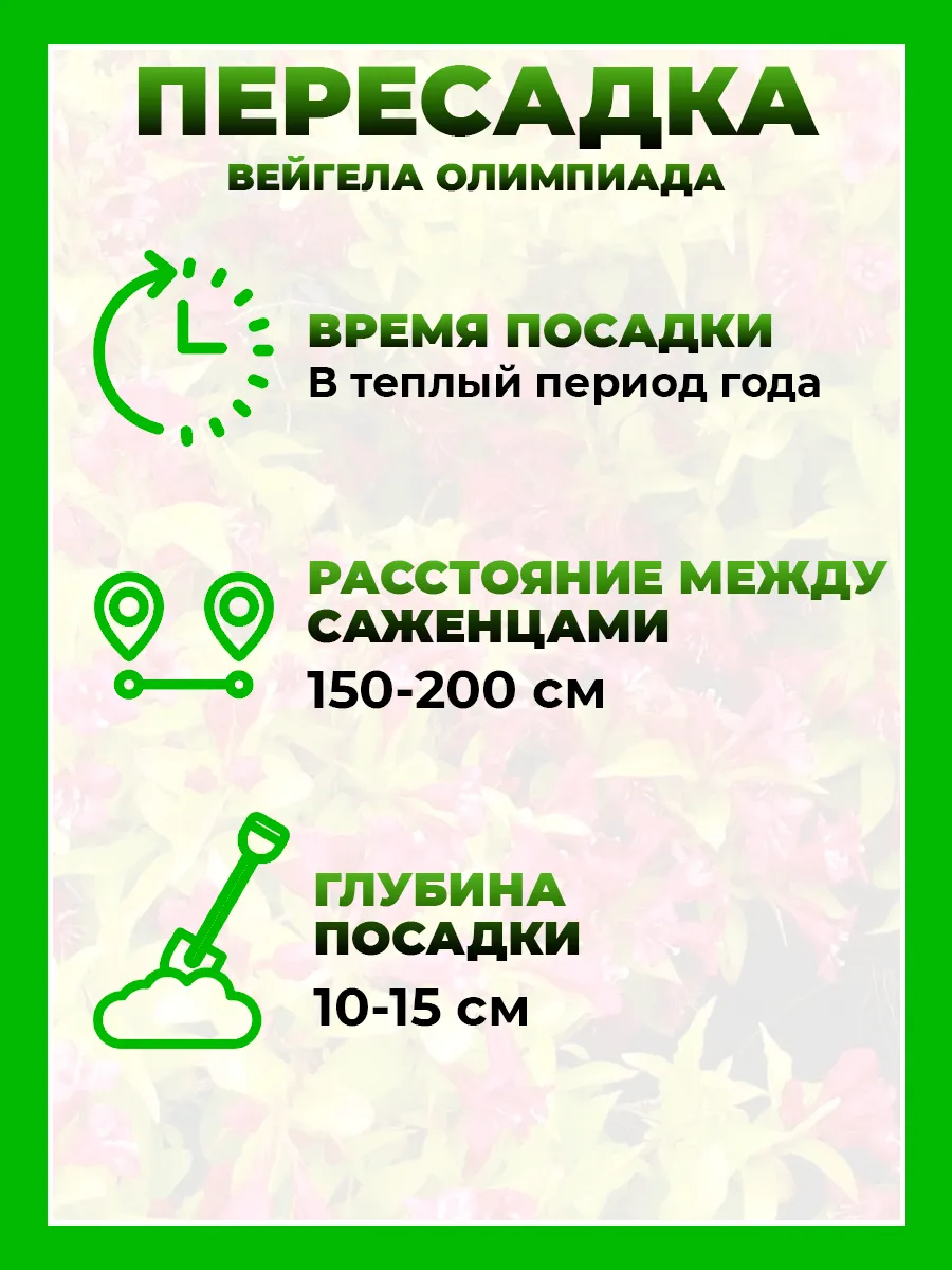 Вейгела цветущая Олимпиада