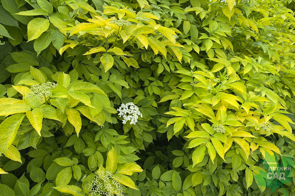 Бузина черная Ауреа