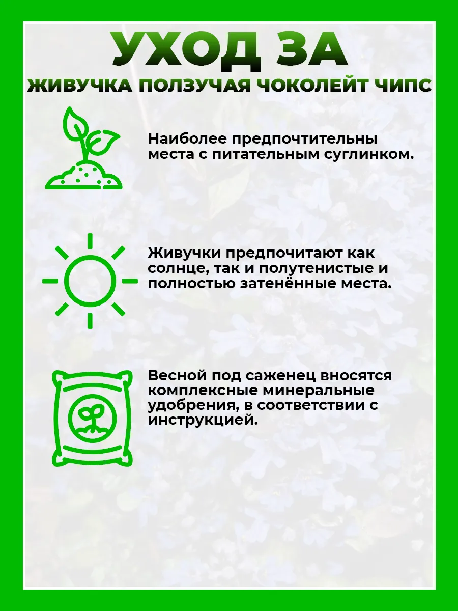 Живучка ползучая Чоколейт Чипс