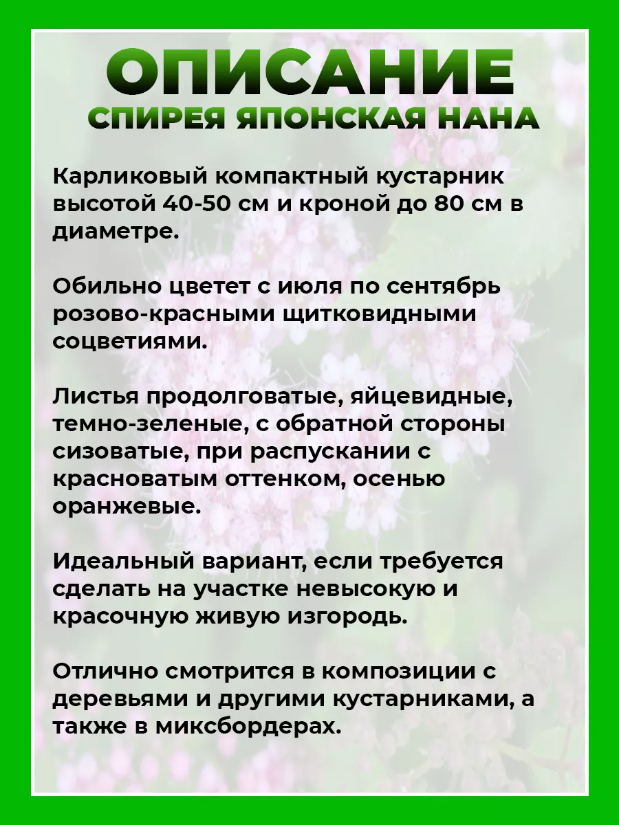 Спирея японская Нана