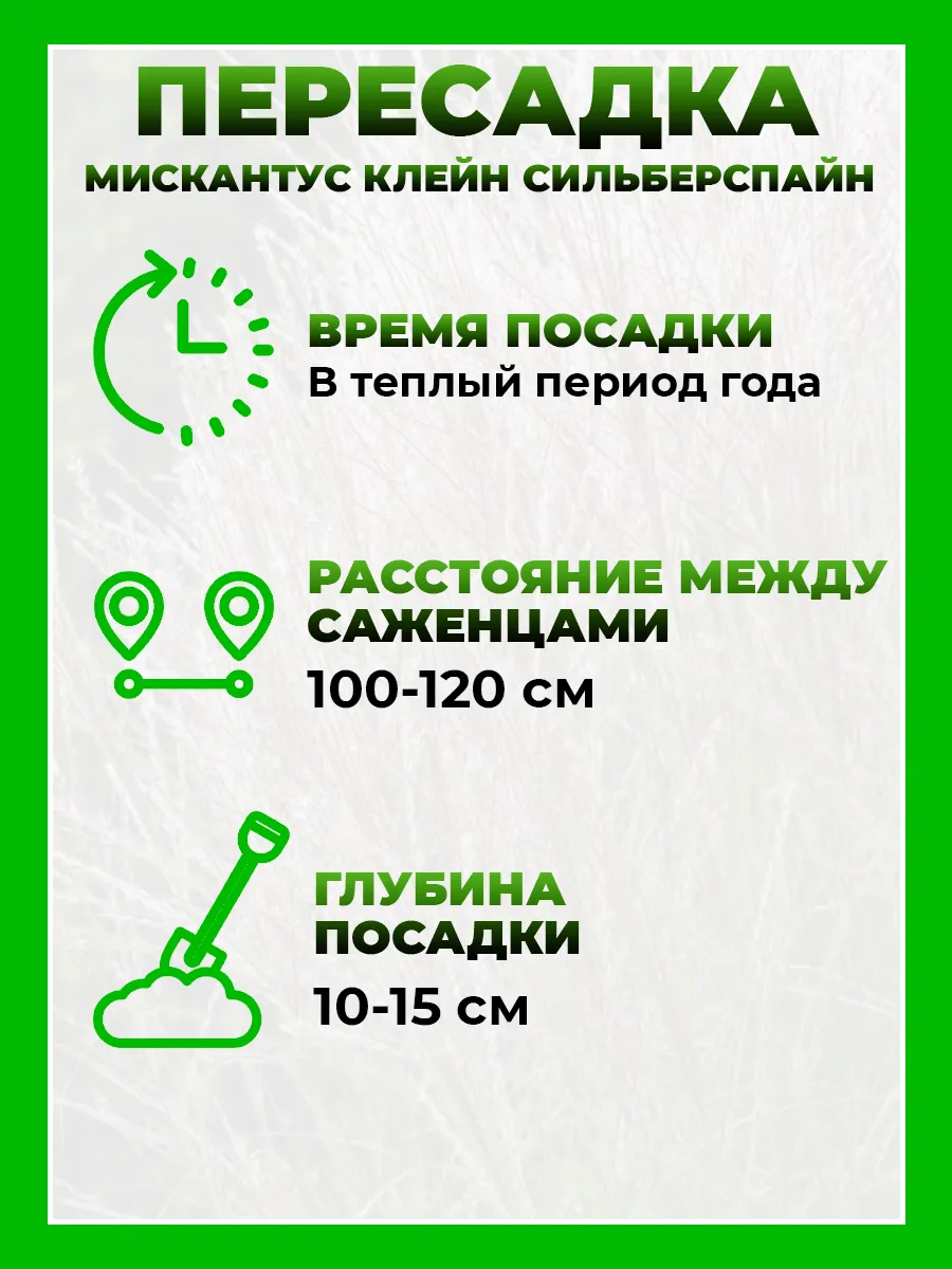 Мискантус китайский Клейн Сильберспайн