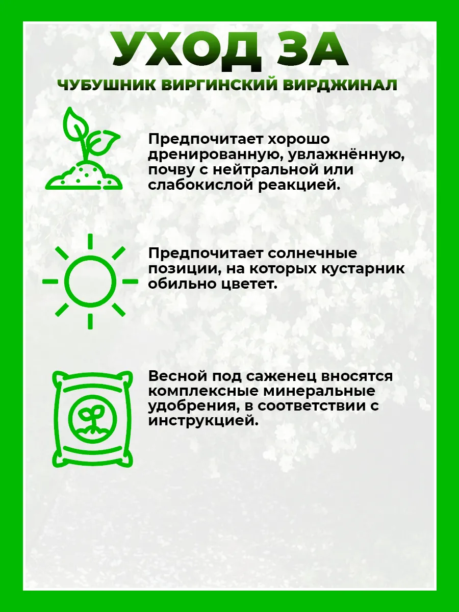 Чубушник виргинский Вирджинал