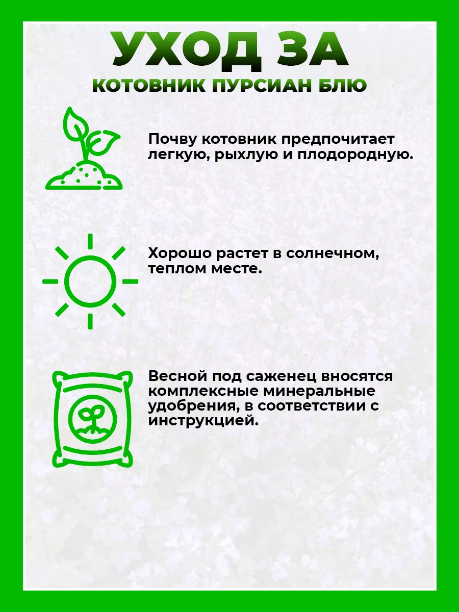 Котовник Фассена Пурсиан Блю