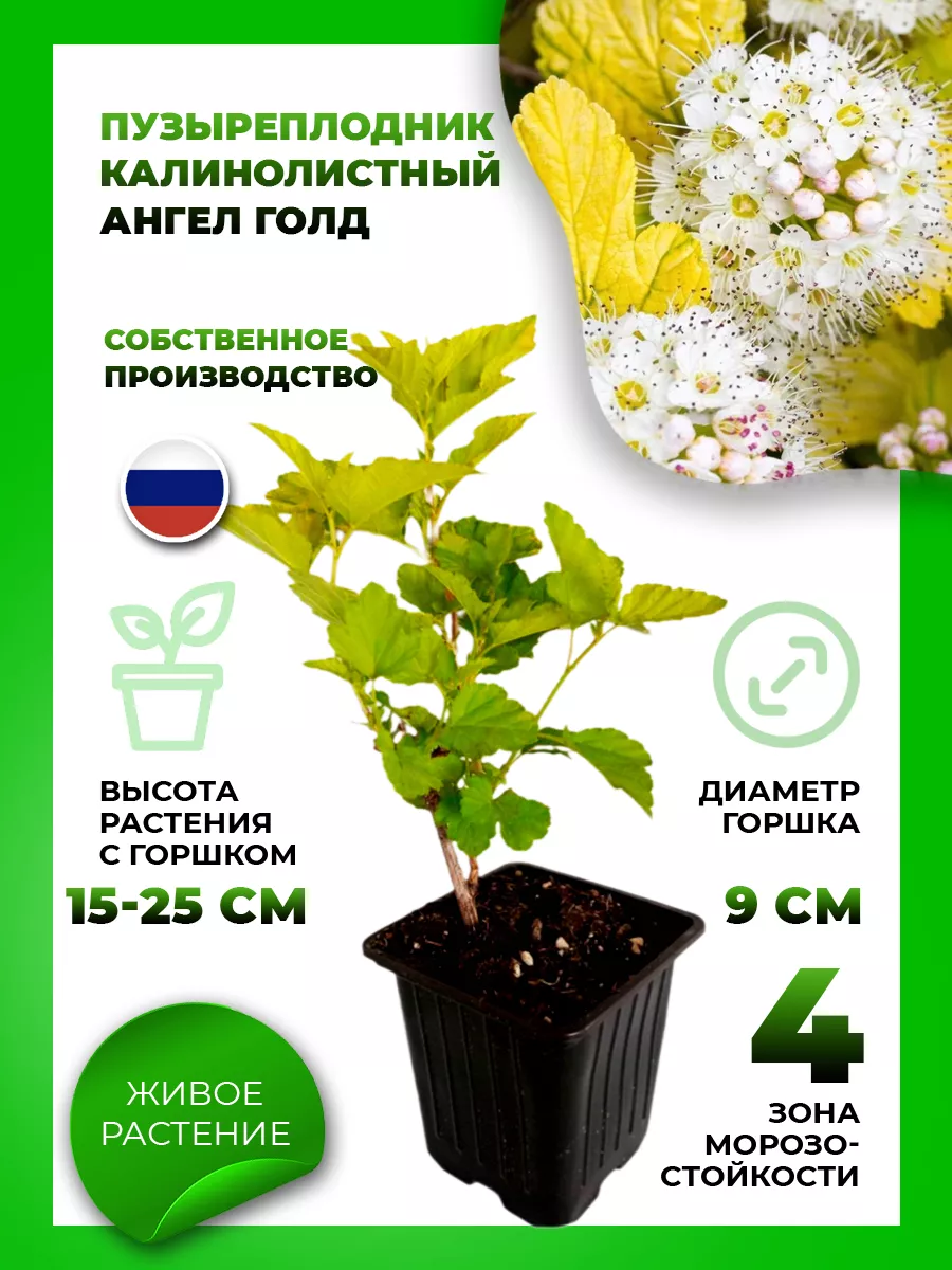 Пузыреплодник калинолистный Ангел Голд