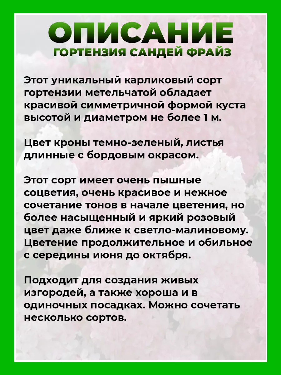Гортензия метельчатая Сандей Фрайз