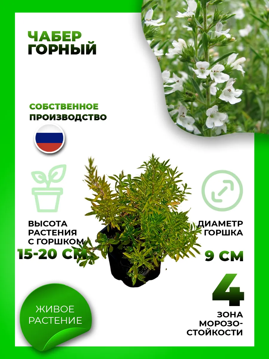 Чабер горный