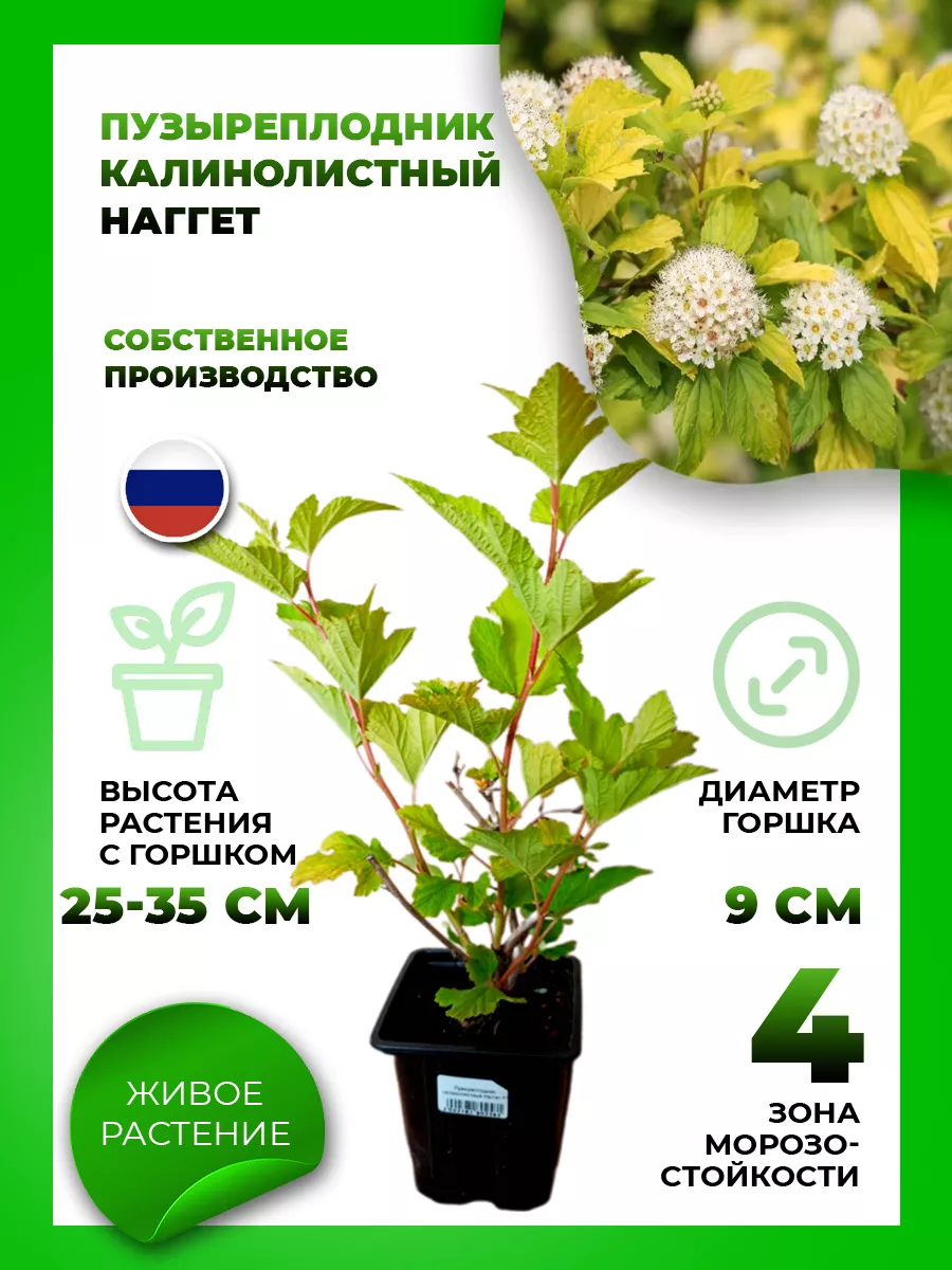 Пузыреплодник калинолистный Наггет