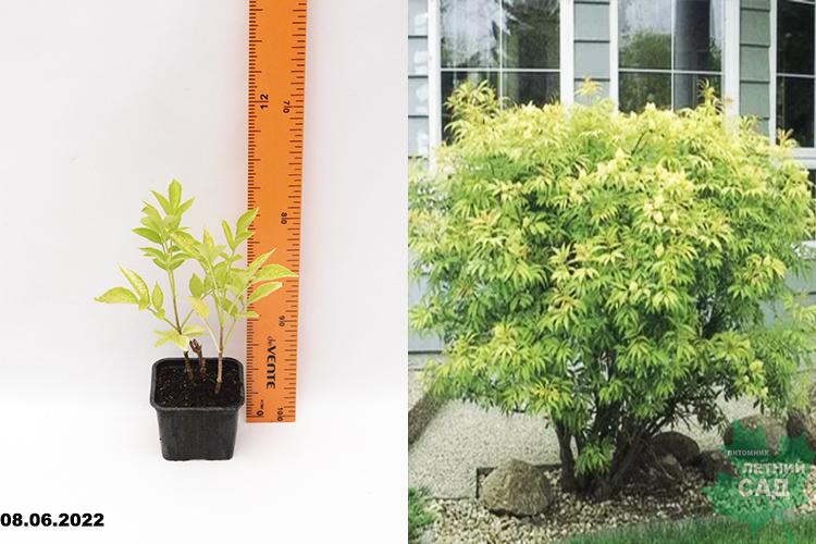 Бузина черная Аурея Р9