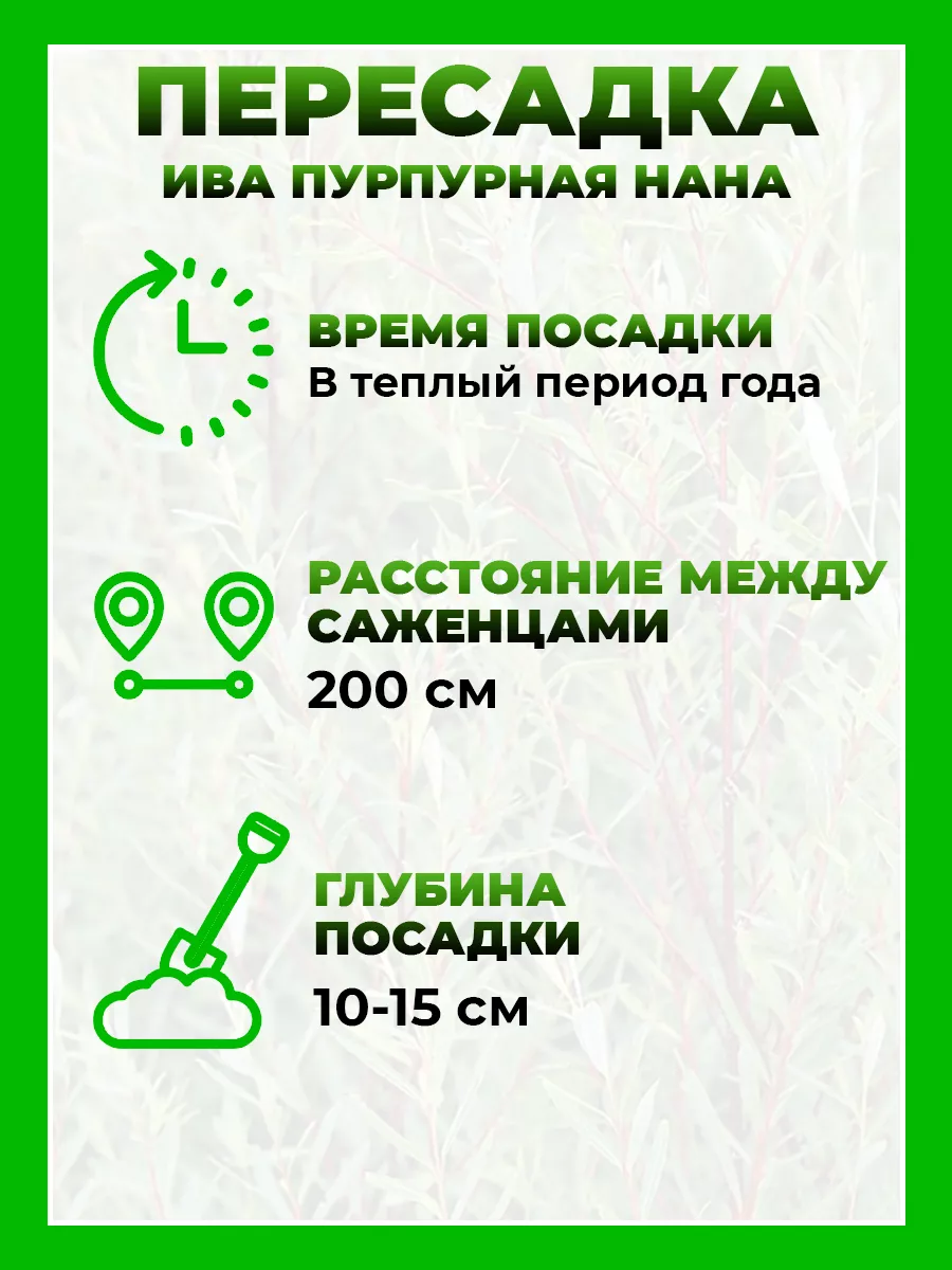 Ива пурпурная Нана