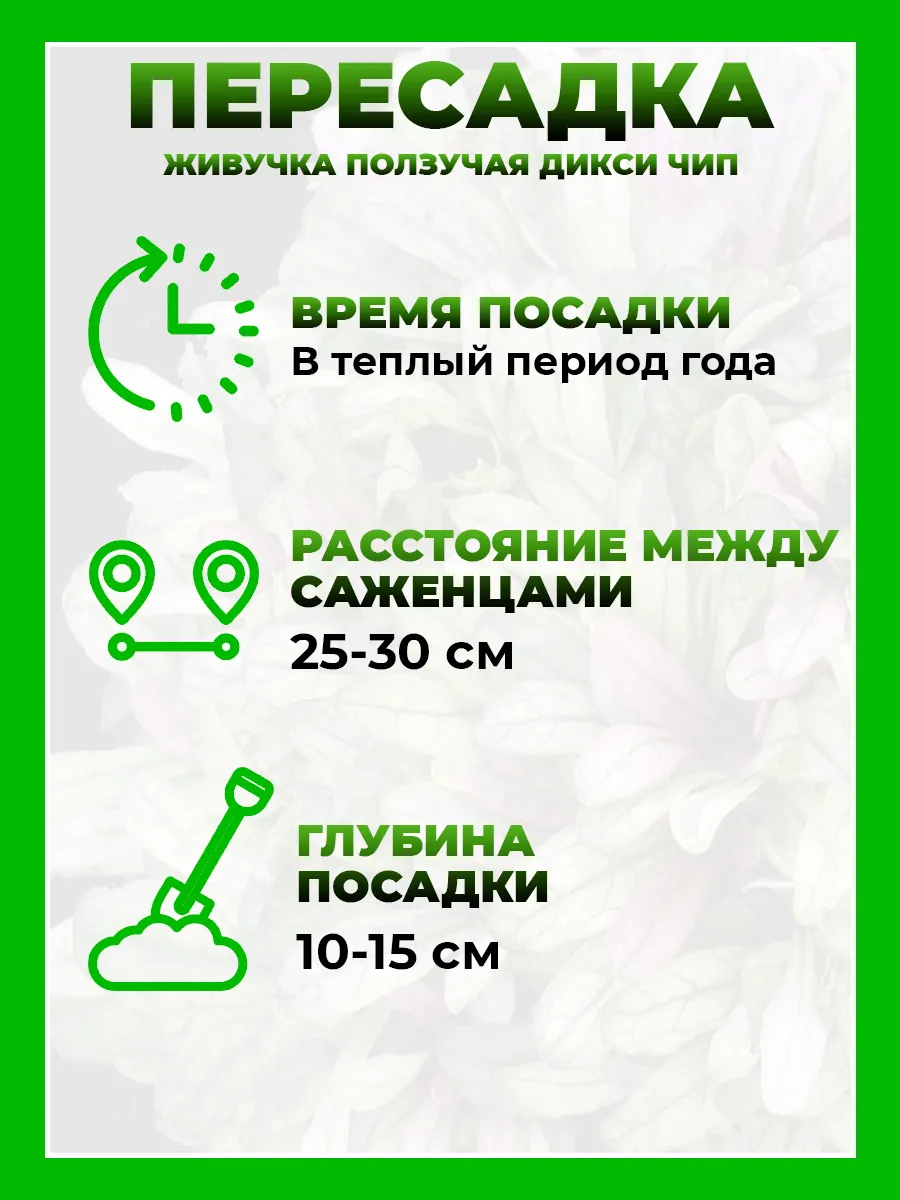 Живучка ползучая Дикси Чип