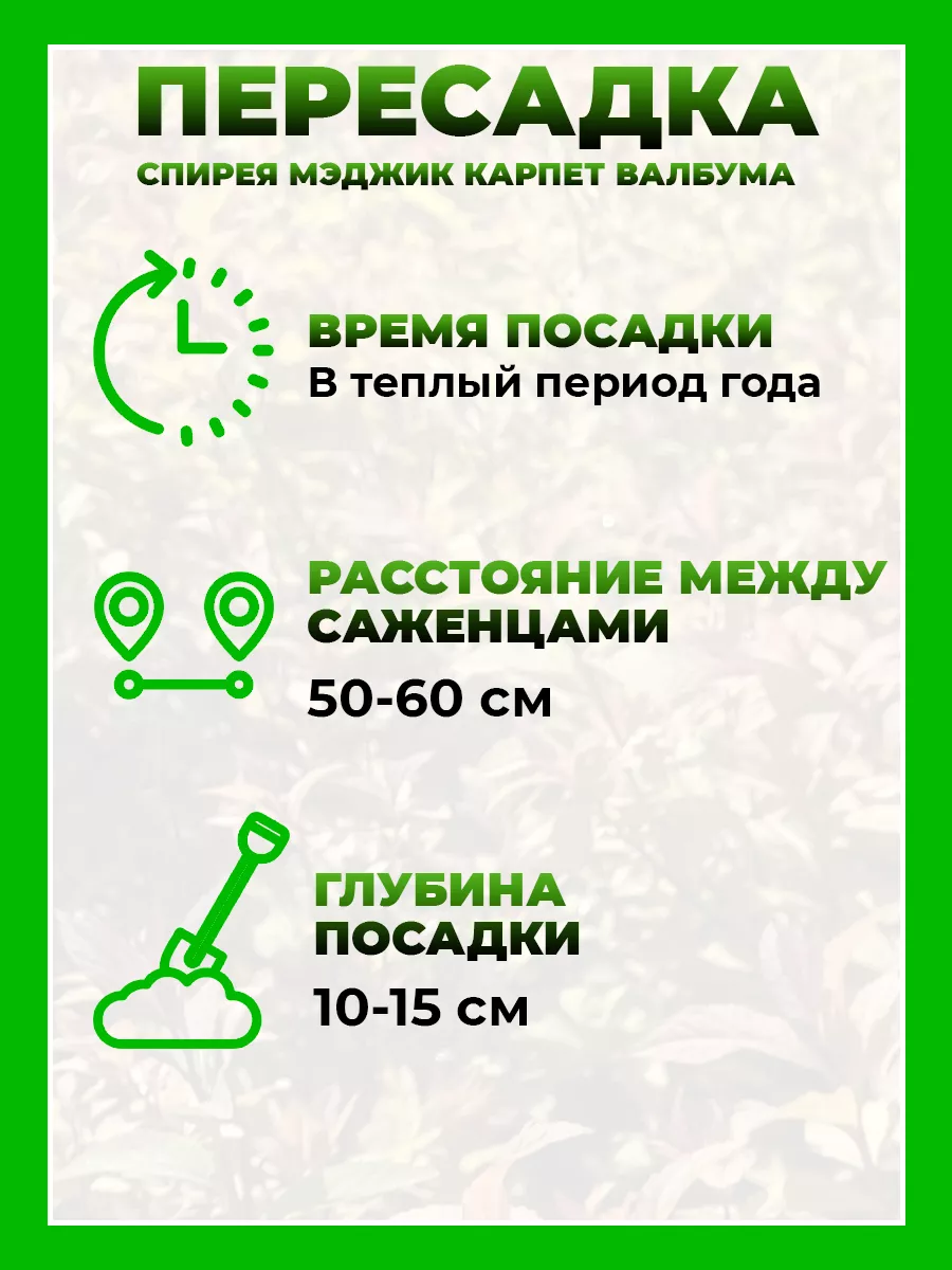 Спирея японская Мэджик Карпет Валбума