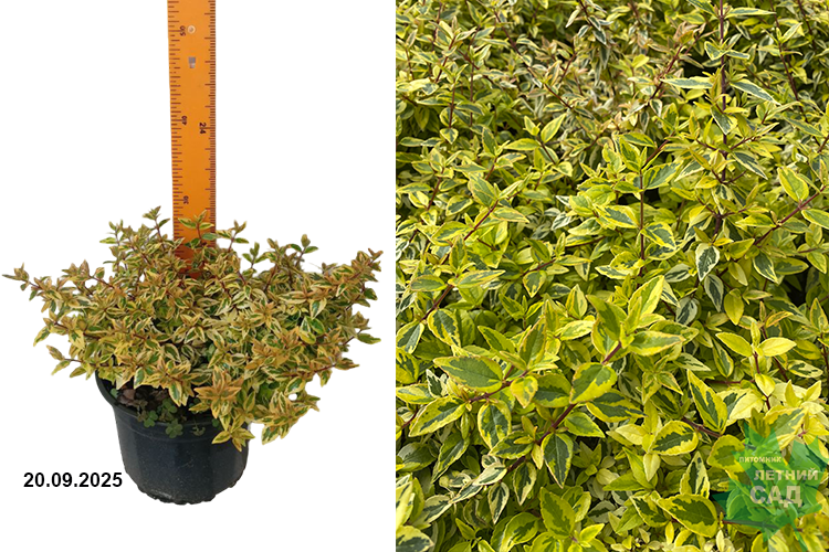 Абелия крупноцветковая Калейдоскоп (Abelia grandiflora Kaleidosckope) С3