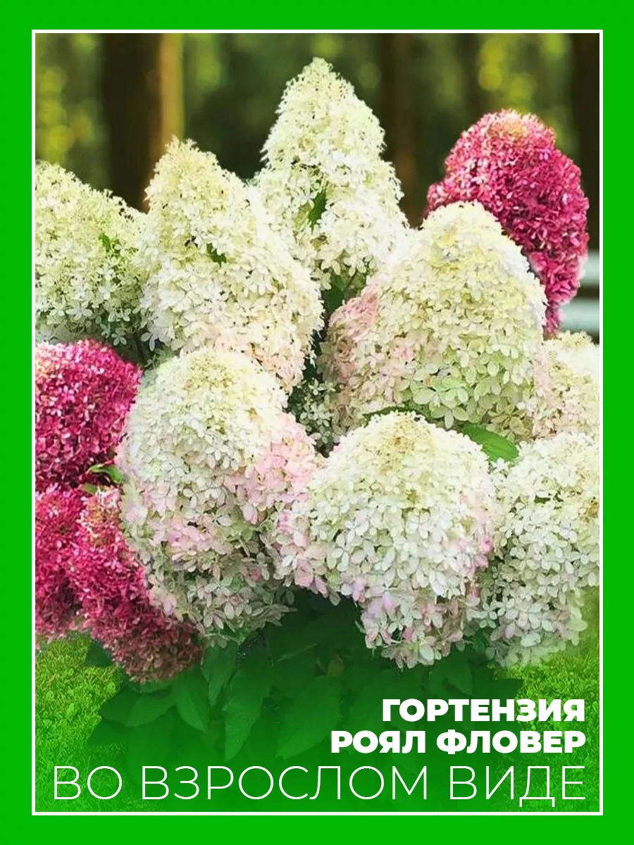 Гортензия метельчатая Роял Фловер