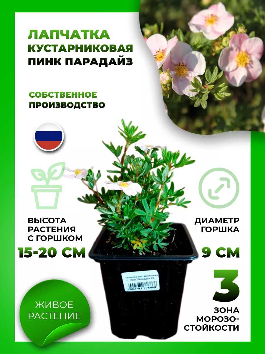 Лапчатка кустарниковая Пинк Парадайз