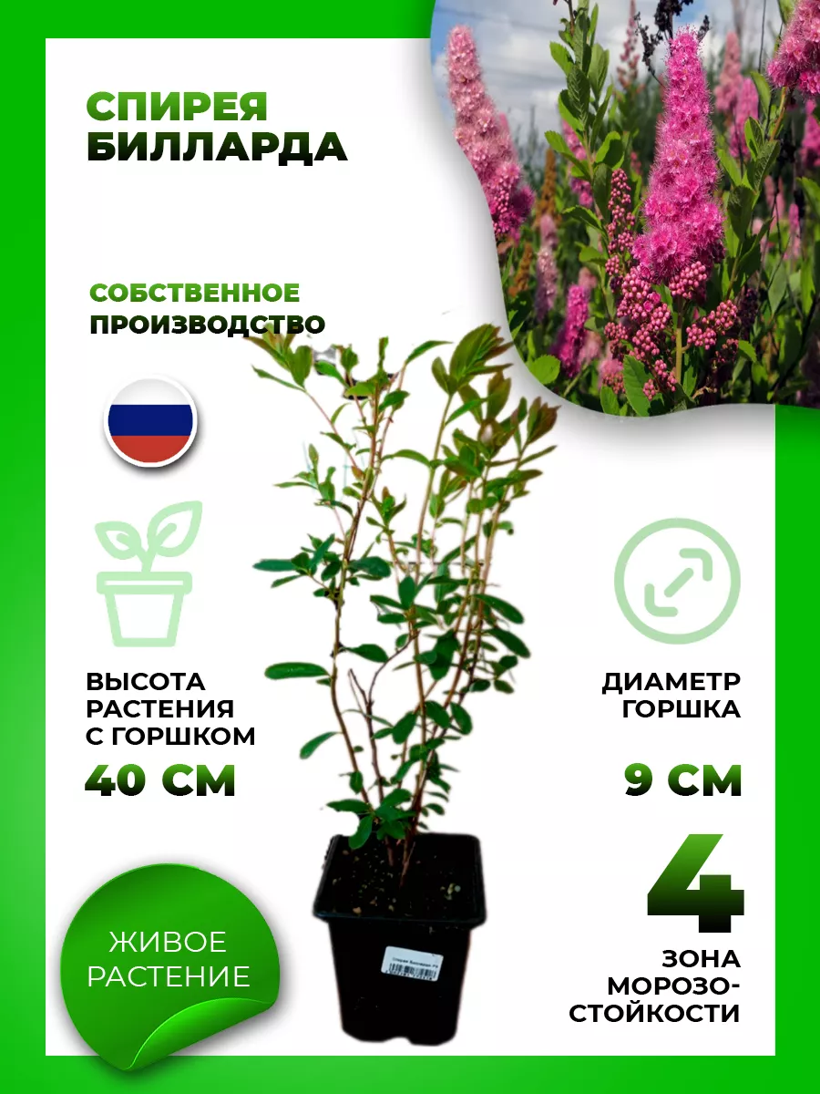 Спирея Билларда