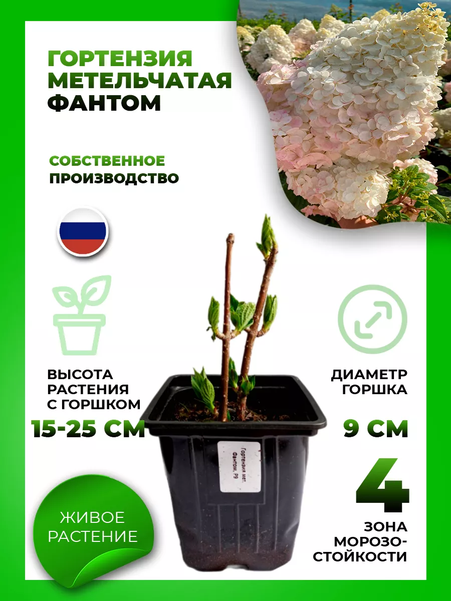 Гортензия метельчатая Фантом