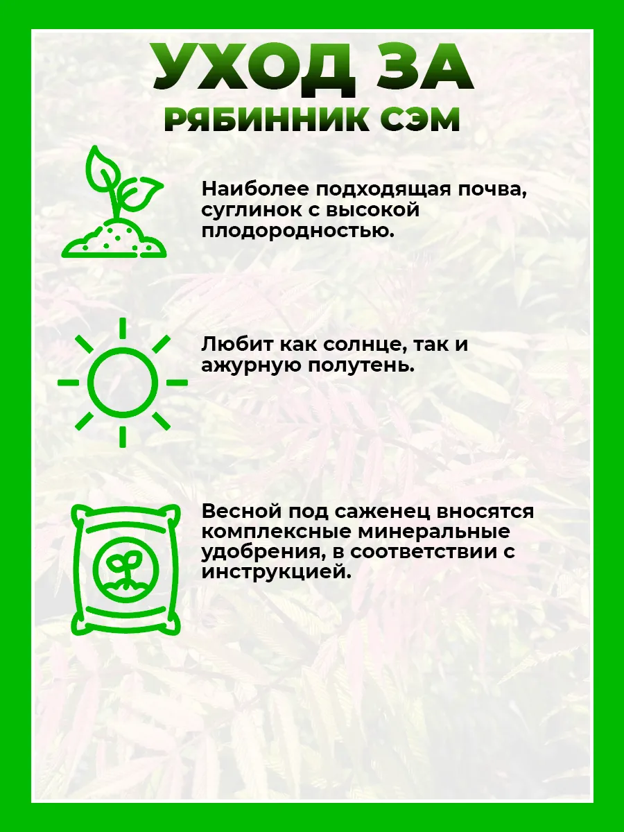 Рябинник рябинолистный Сэм