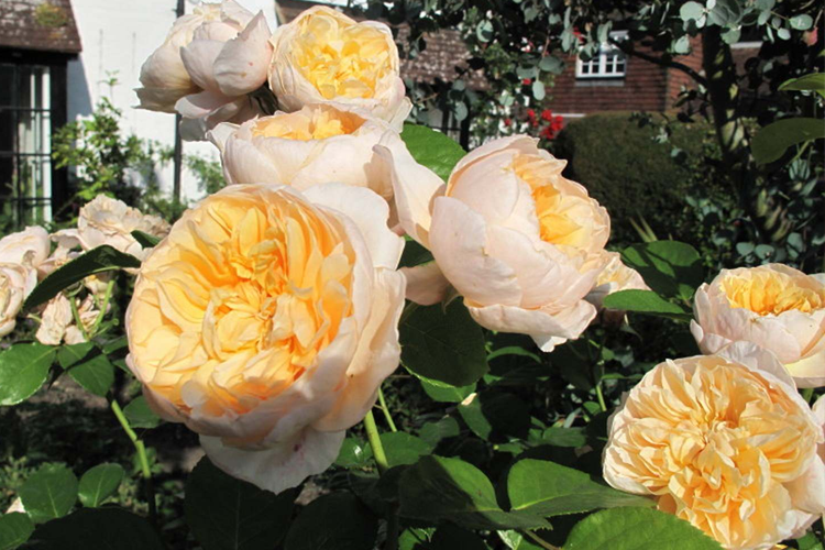 Роза английская Джейн Остин (Rose English Jayne Austin) ОКС