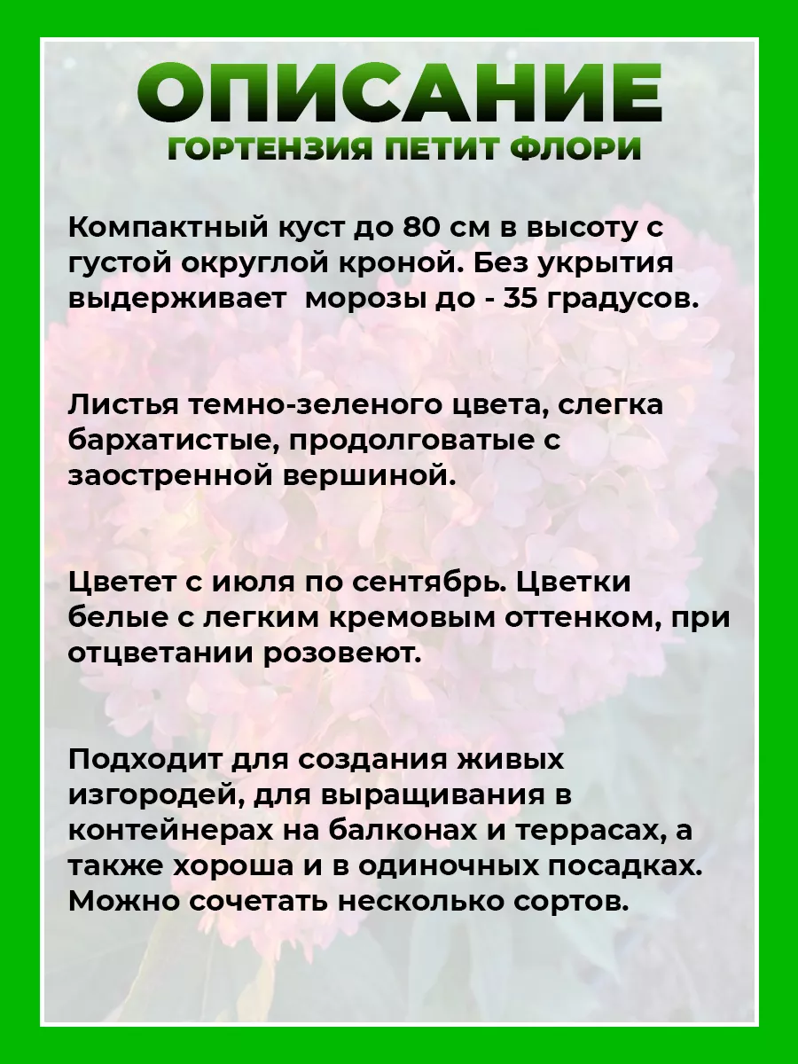 Гортензия метельчатая Петит Флори