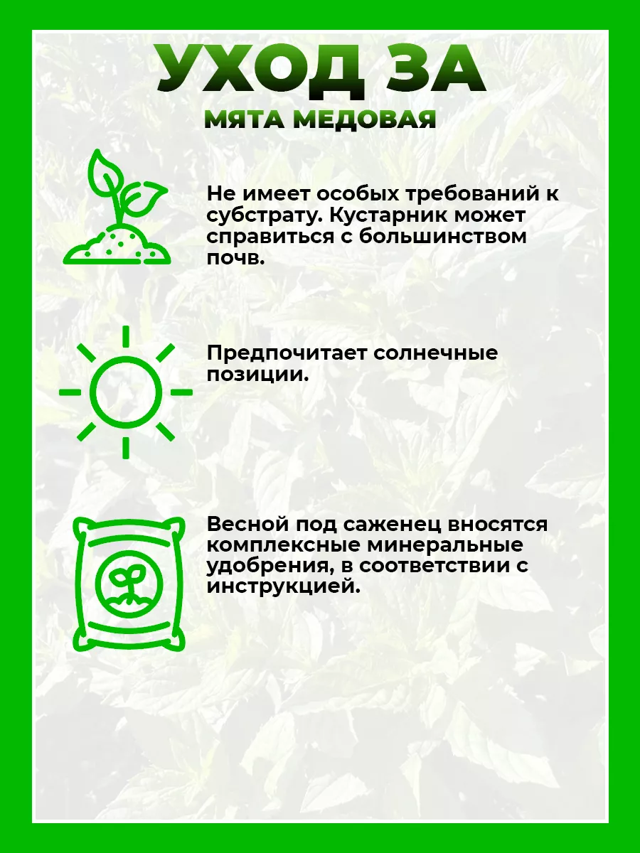 Мята Медовая