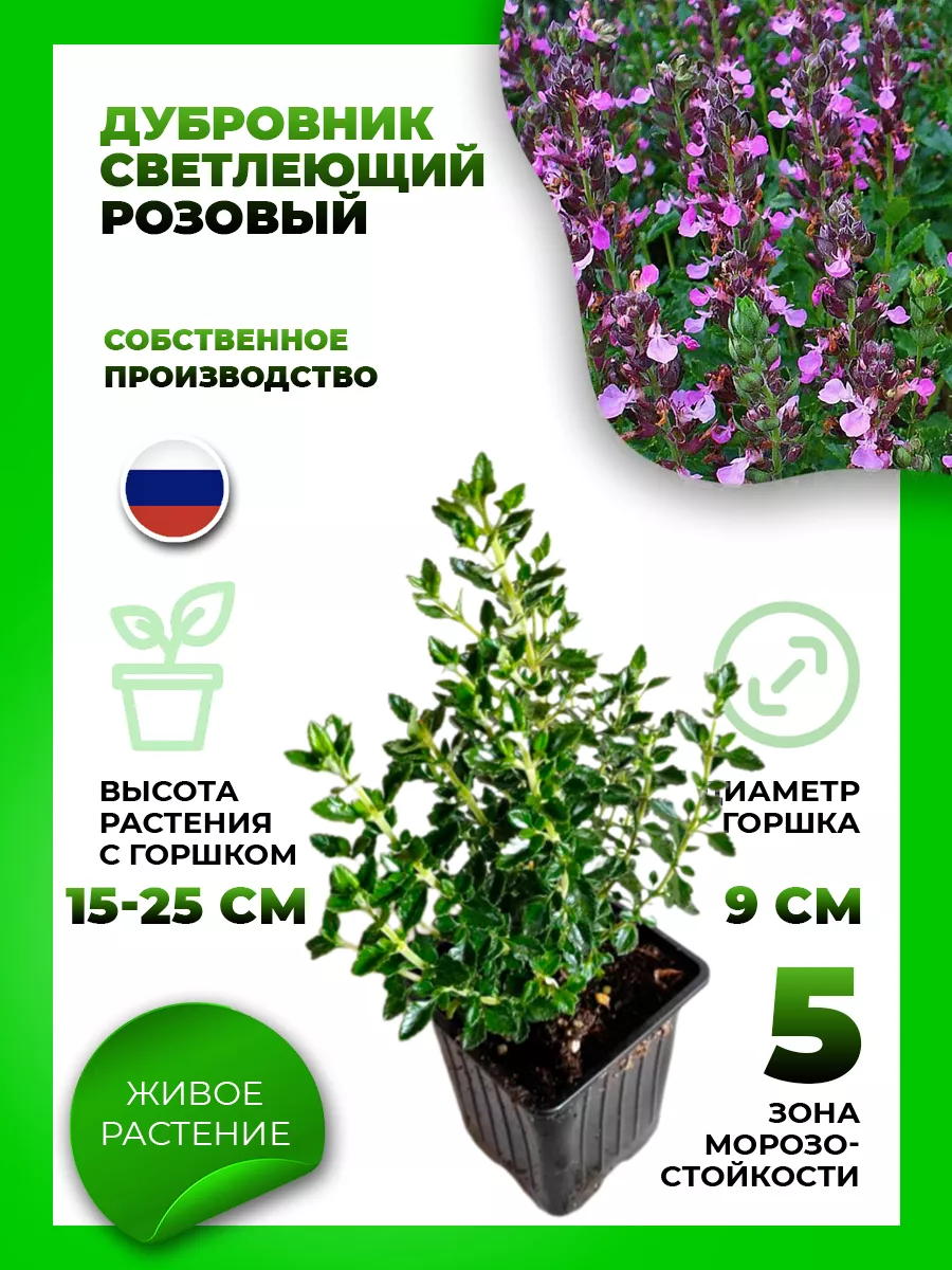 Дубровник светлеющий