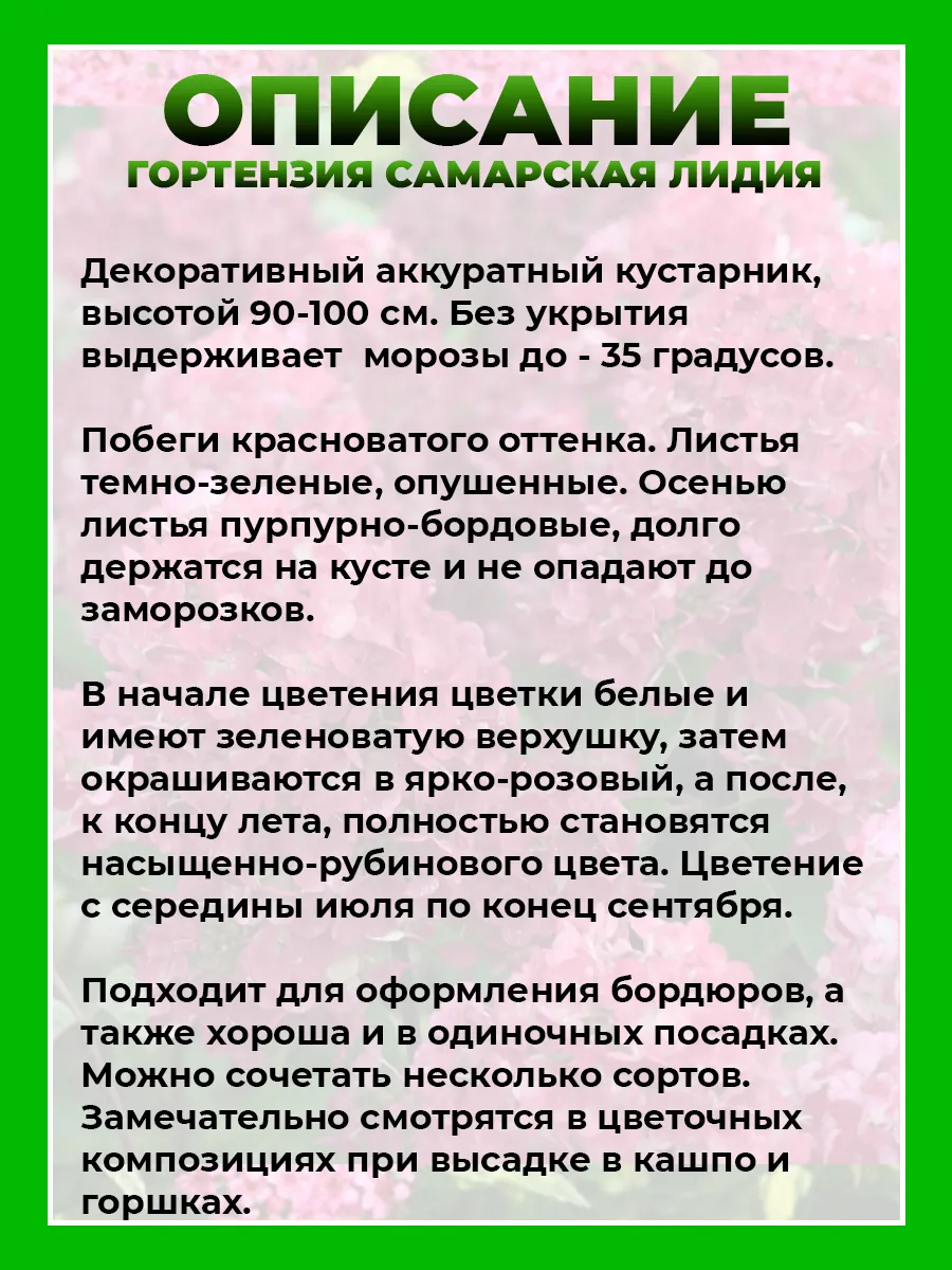 Гортензия метельчатая Самарская Лидия