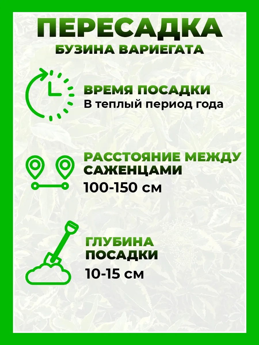 Бузина черная Вариегата