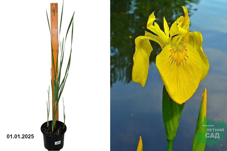 Ирис ложноаировый (Iris pseudacorus) С3