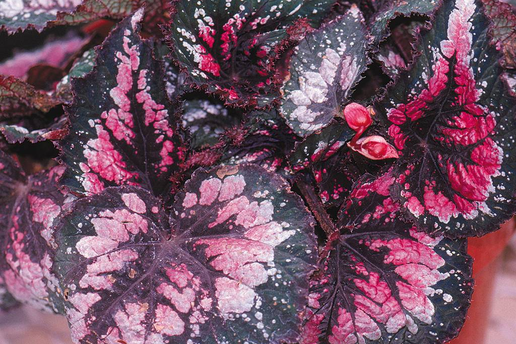 Бегония королевская микс