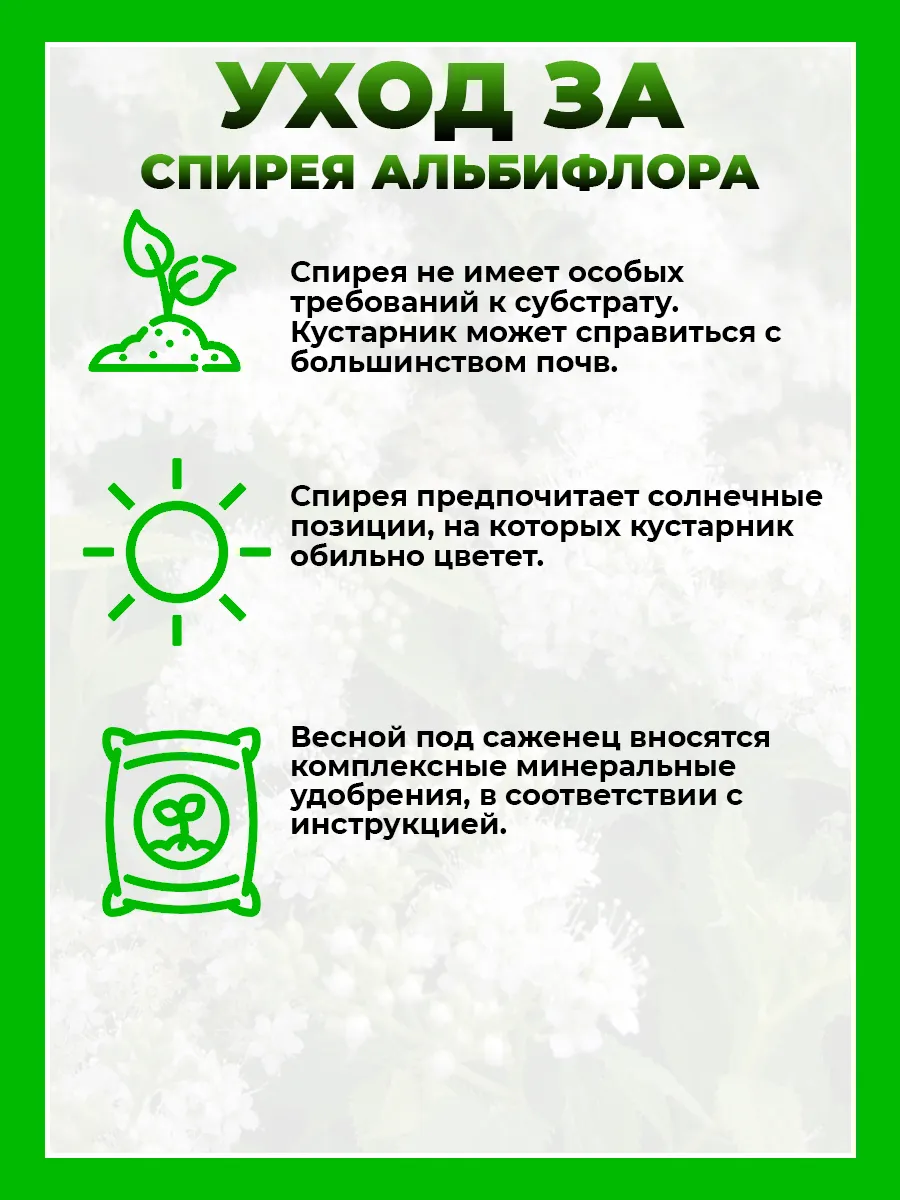 Спирея японская Альбифлора